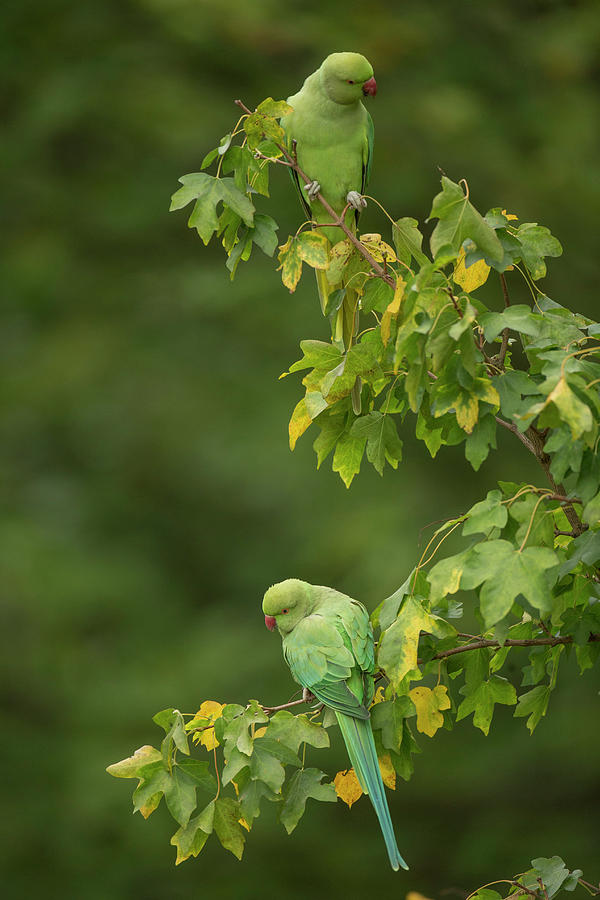Ring-necked Parakeets Photograph by Simon Booth/science Photo Library