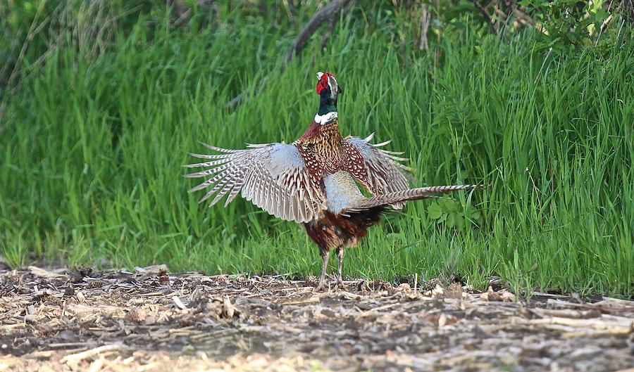 Ring-Necked Pheasant Cackles Photograph by John Dart