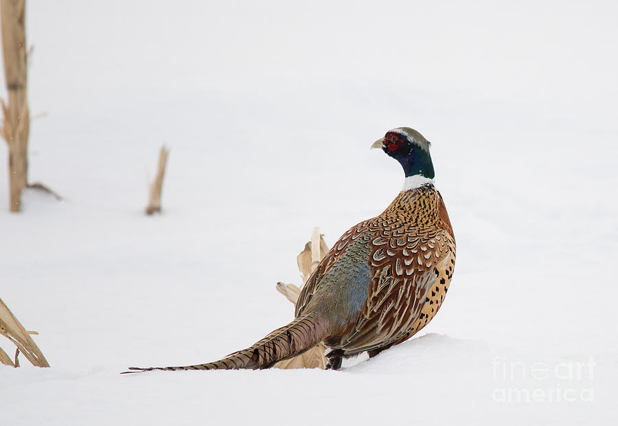 Ring-Necked Pheasant Photograph by Cheryl Baxter