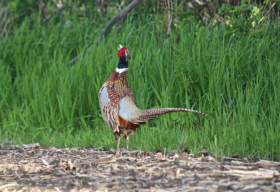 Ring-Necked Pheasant Crows Photograph by John Dart