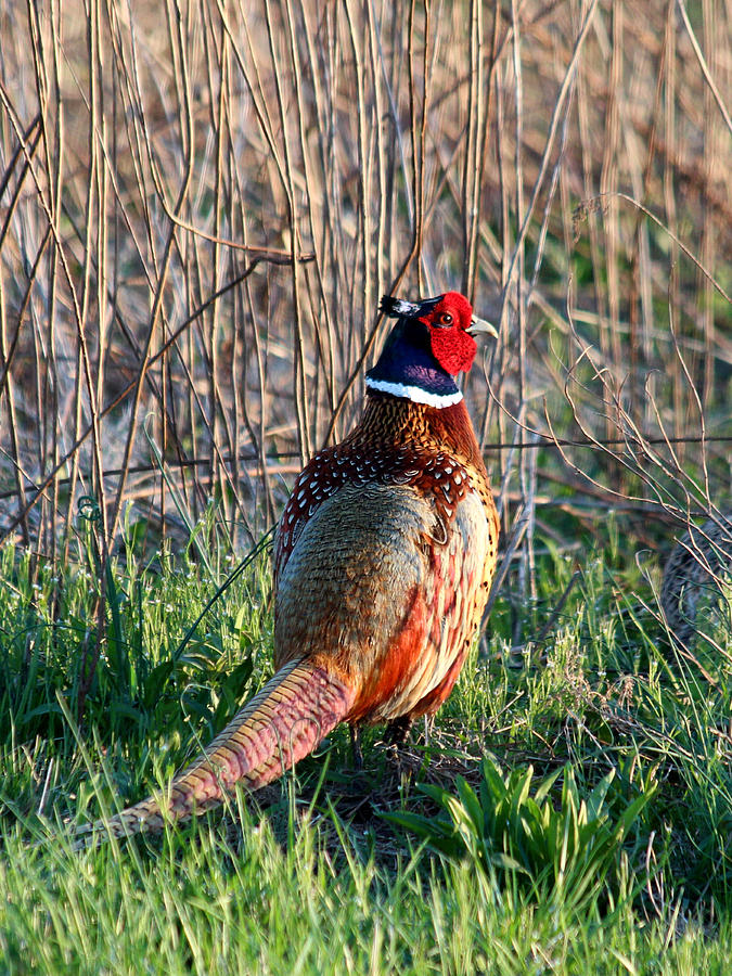 Ring-necked Pheasant Photograph by George Jones