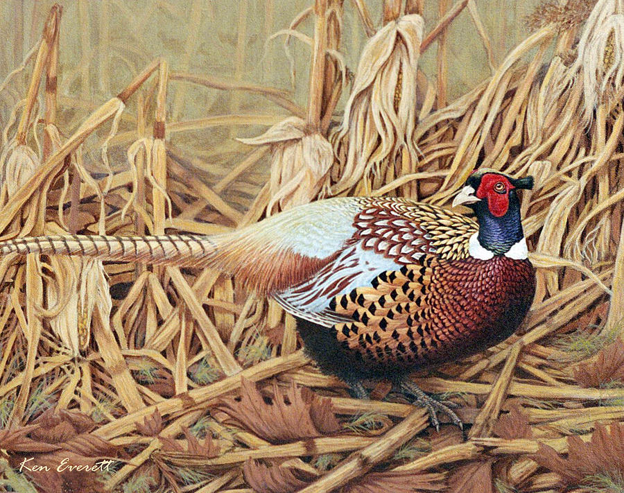 Pheasant Painting - Ring-necked Pheasant by Ken Everett
