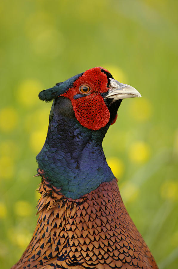 Ring-necked Pheasant Male Photograph by Malcolm Schuyl
