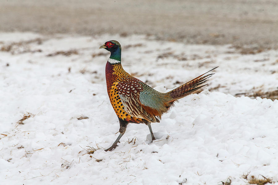 Ring-necked Pheasant Photograph by Natures Faces