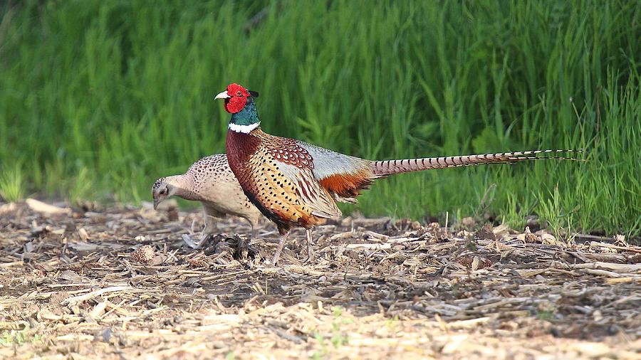 How to Attract 28 South Dakota Birds to Your Feeders - BIRD BITES