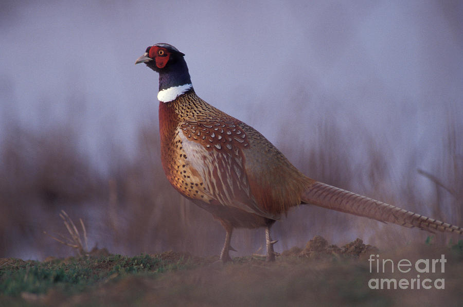 Ring-necked Pheasant Photograph by Ron Sanford