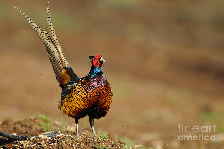 Pheasant Photograph - Ring-necked Pheasant by Willi Rolfes
