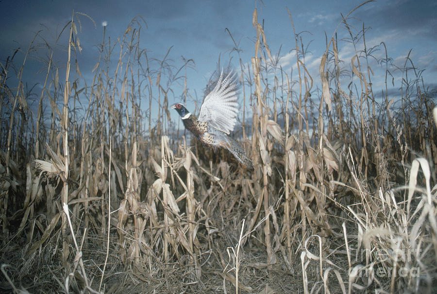 Ring-necked Pheasant Photograph by William H. Mullins