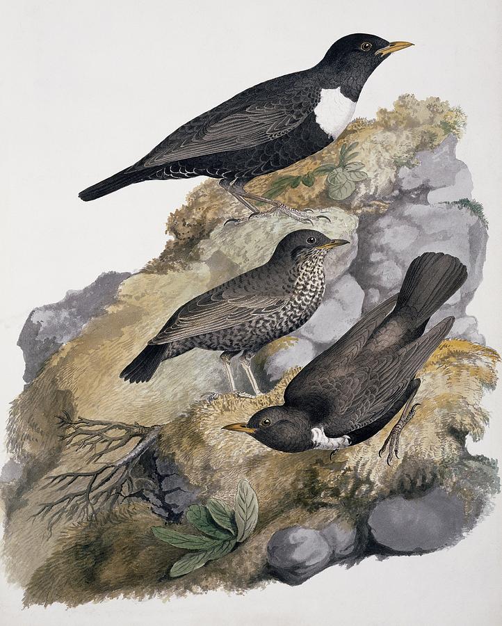 Ring ouzel, 19th century Photograph by Science Photo Library