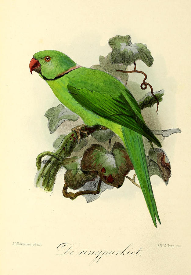John James Audubon Painting - Ring Parrakeet by Dreyer Wildlife Print Collections 