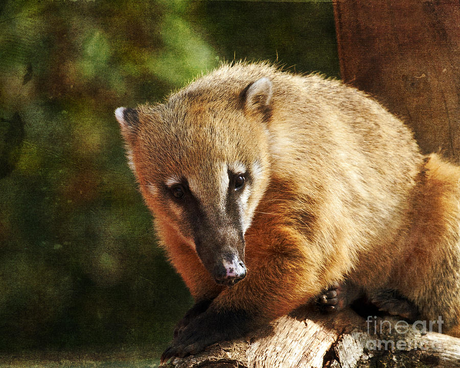 Ring Tailed Coati Photograph by Terri Waters
