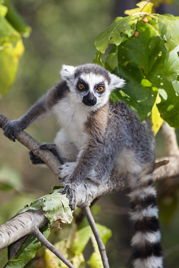 Ring Tailed Lemur Ambalavao Madagascar Photograph by Konrad Wothe