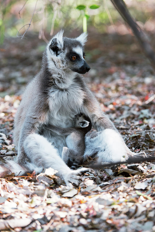 Ring-tailed Lemur And Baby Photograph by Dr P. Marazzi