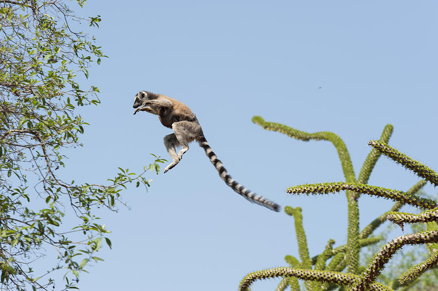 Ring-tailed Lemur And Baby Leaping Photograph by Suzi Eszterhas