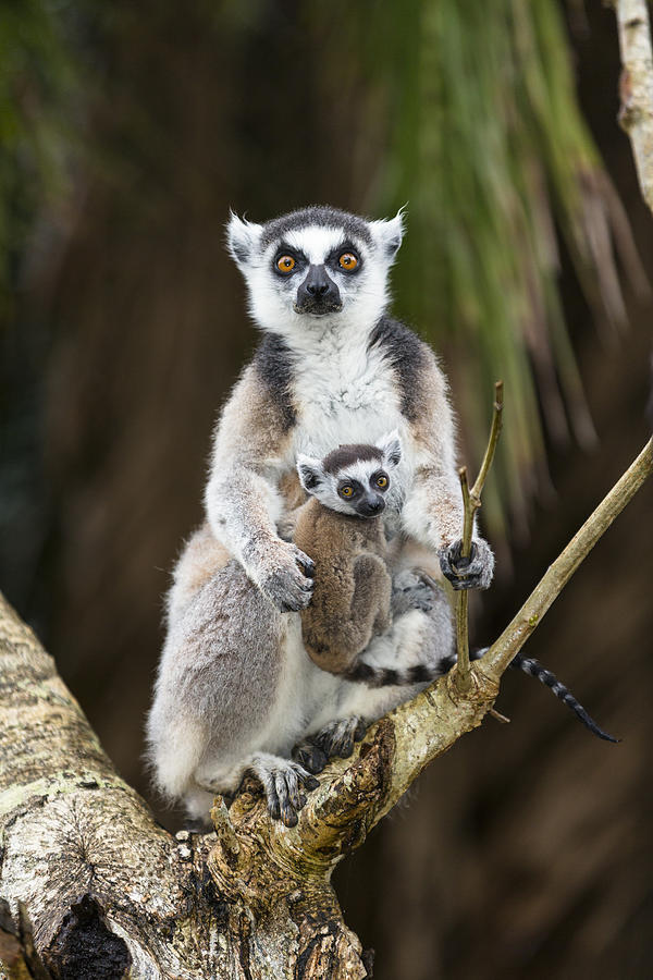 Ring-tailed Lemur And Baby Madagascar Photograph by Konrad Wothe