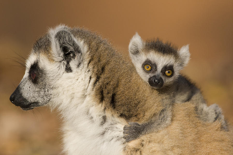 Ring-tailed Lemur And  Baby Madagascar Photograph by Suzi Eszterhas