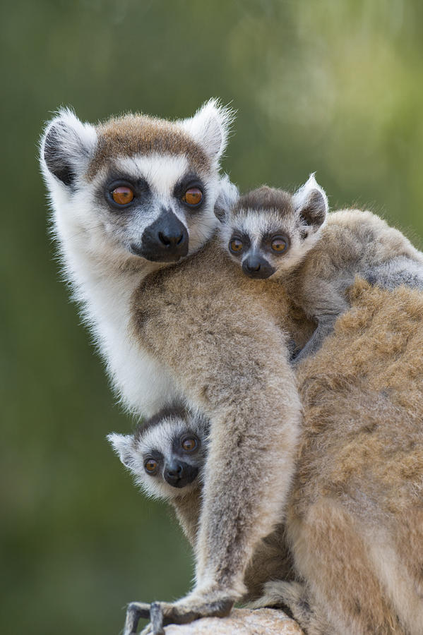 Ring-tailed Lemur And Twins Madagascar Photograph by Suzi Eszterhas
