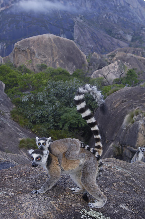Ring-tailed Lemur And Young Madagascar Photograph by Pete Oxford