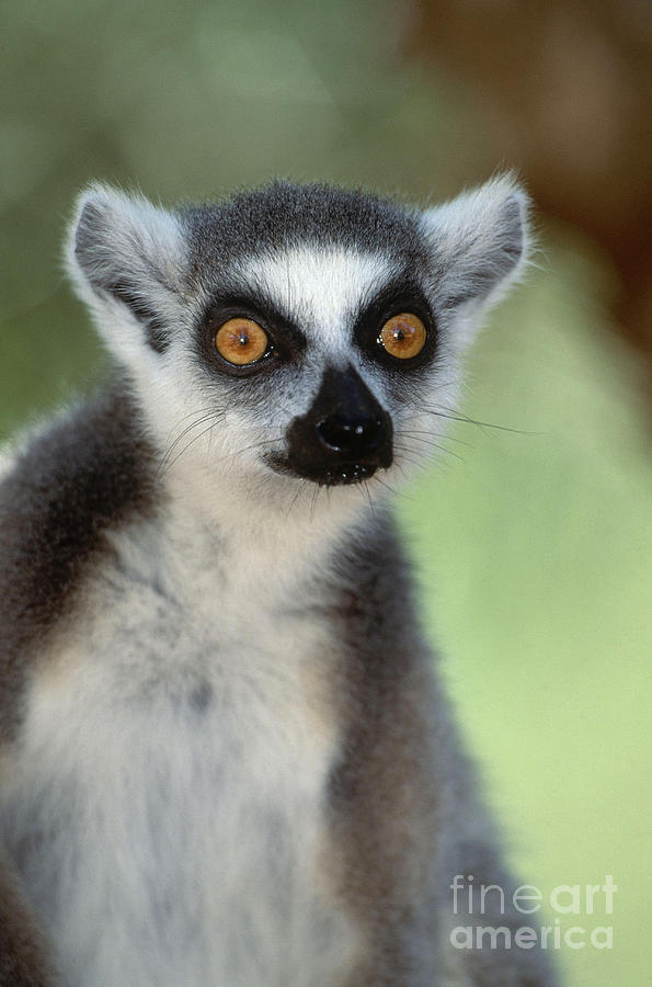 Ring-tailed Lemur Photograph by Art Wolfe
