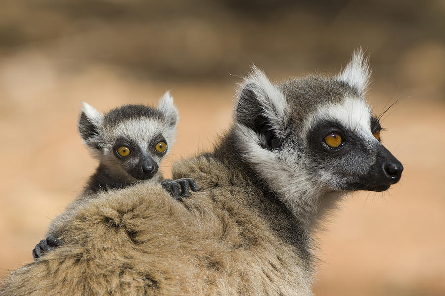 Ring-tailed Lemur Baby Clinging Photograph by Suzi Eszterhas