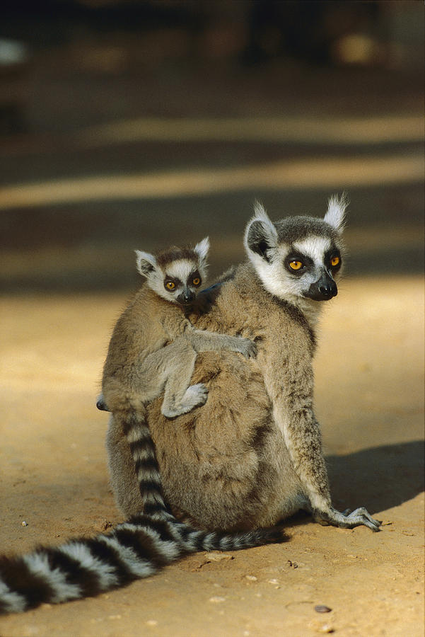 Ring-tailed Lemur Baby On Mothers Back Photograph by Konrad Wothe