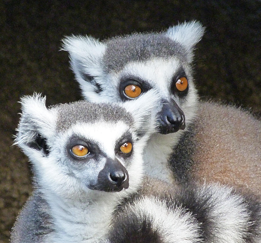 Ring-tailed Lemur Companions Photograph by Margaret Saheed