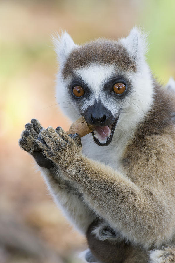 Ring-tailed Lemur Cracking Seed Pod Photograph by Suzi Eszterhas