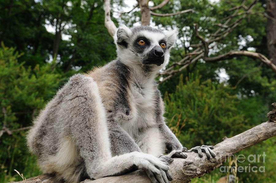 Ring-tailed Lemur Photograph by David & Micha Sheldon