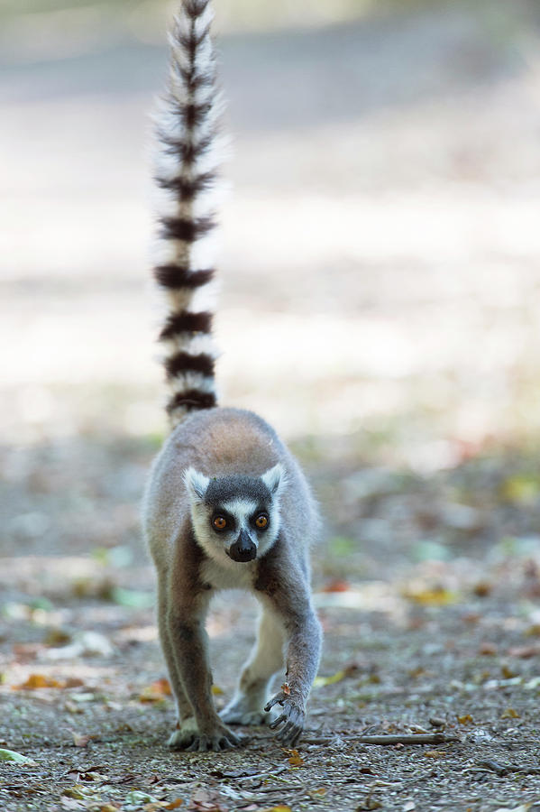 Ring-tailed Lemur Photograph by Dr P. Marazzi