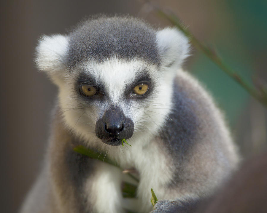 Ring Tailed Lemur Photograph by Dusty Wynne