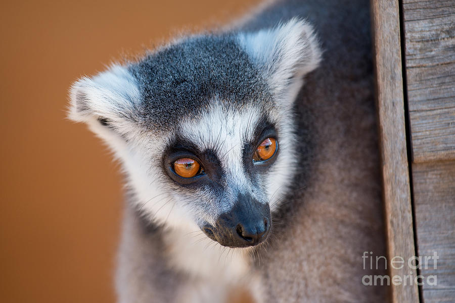 Mammal Photograph - Ring Tailed Lemur by George Atsametakis
