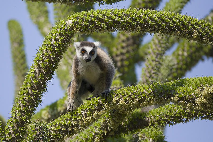 Ring-tailed Lemur In Octopus Tree Photograph by Suzi Eszterhas