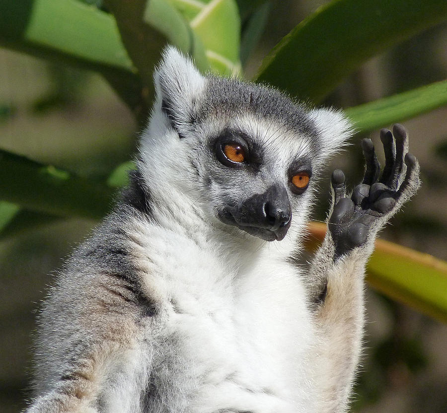 Ring-tailed Lemur In Sunshine  Photograph by Margaret Saheed