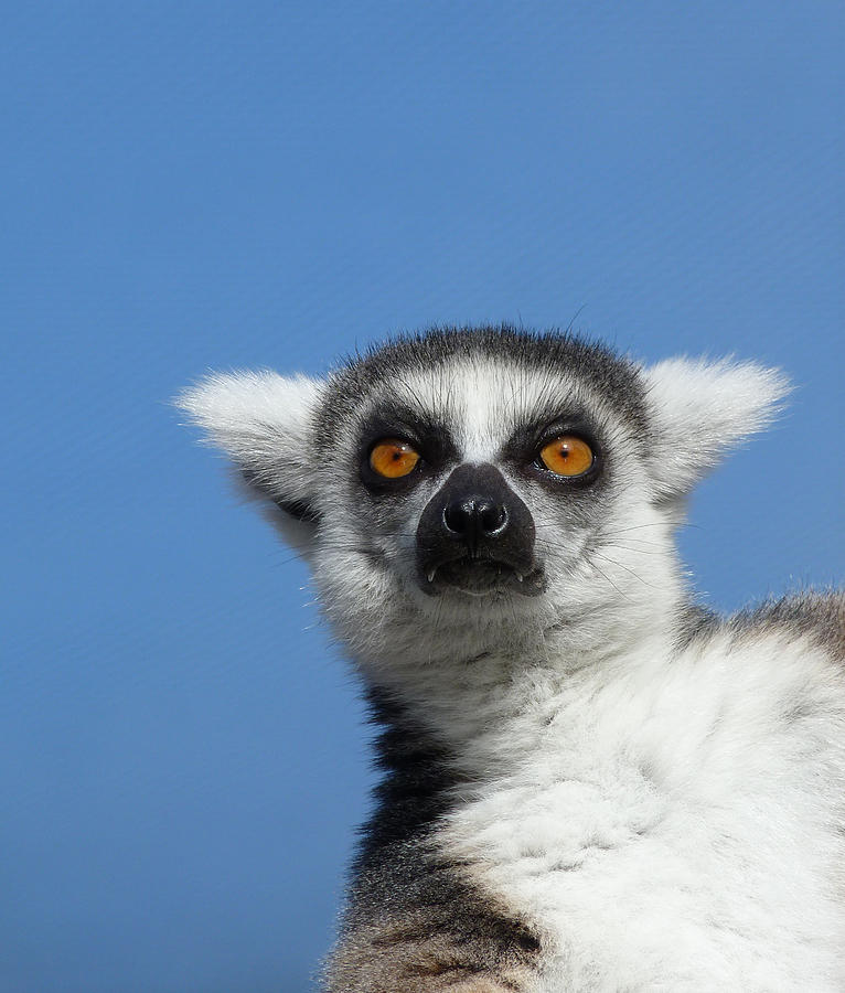 Ring-tailed Lemur In The Winter Sunshine Photograph by Margaret Saheed
