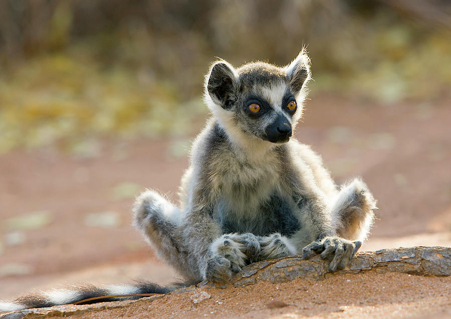 Wildlife Photograph - Ring-tailed Lemur Infant by John Devries/science Photo Library