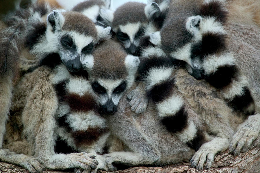 Ring-tailed Lemur Lemur Catta Group Photograph by Cyril Ruoso