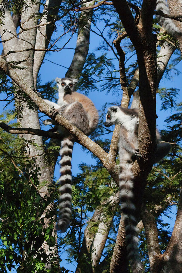 Ring Tailed Lemur (lemur Catta Photograph by Keren Su