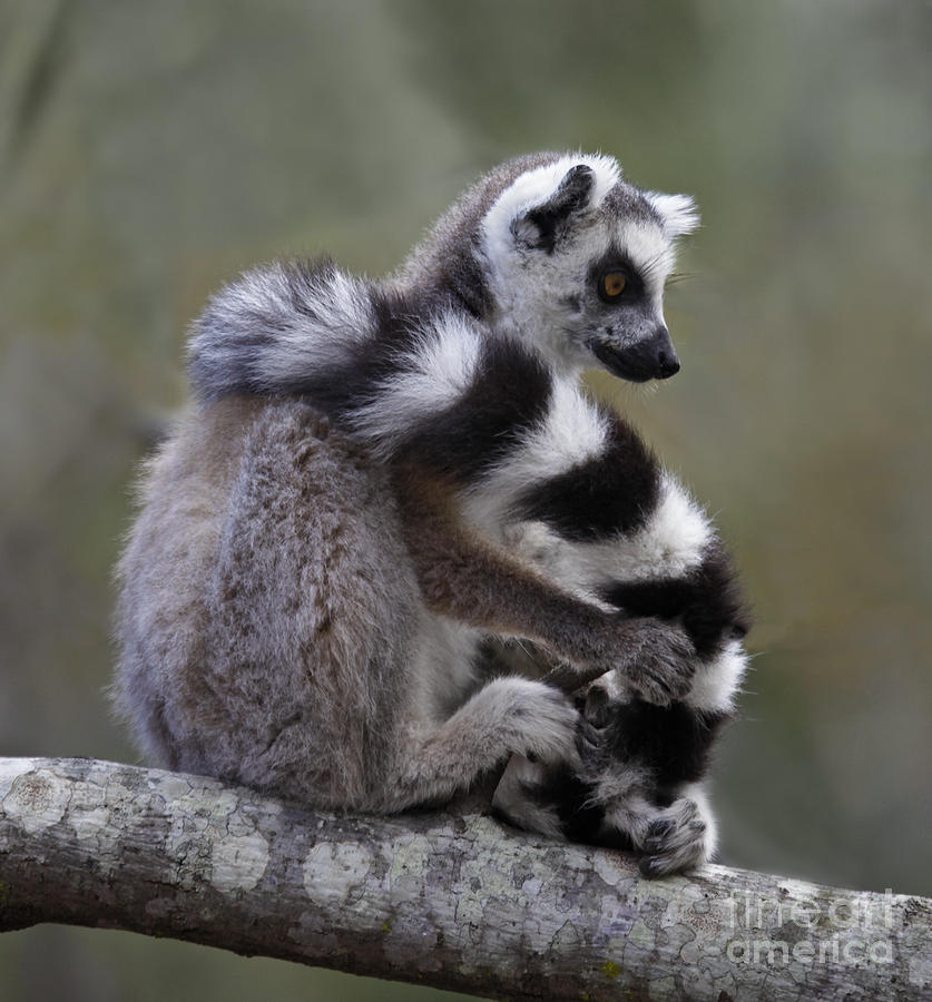 Ring-tailed Lemur Lemur catta  Photograph by Liz Leyden