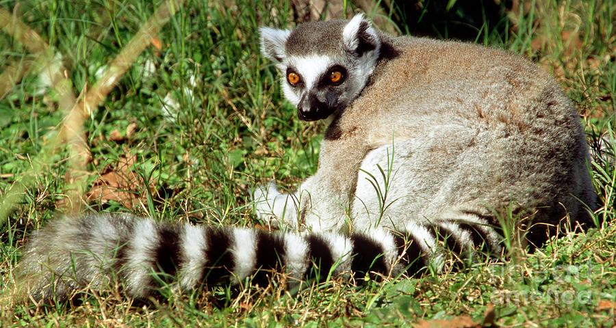 Ring-tailed Lemur Lemur Catta Photograph by Millard H. Sharp