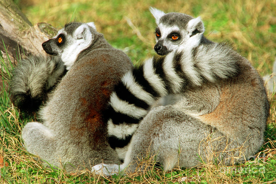 Ring-tailed Lemur Lemur Catta Pair Photograph by Millard H. Sharp
