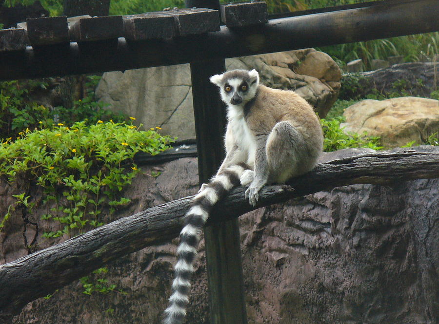 Ring-Tailed Lemur Photograph by Lingfai Leung