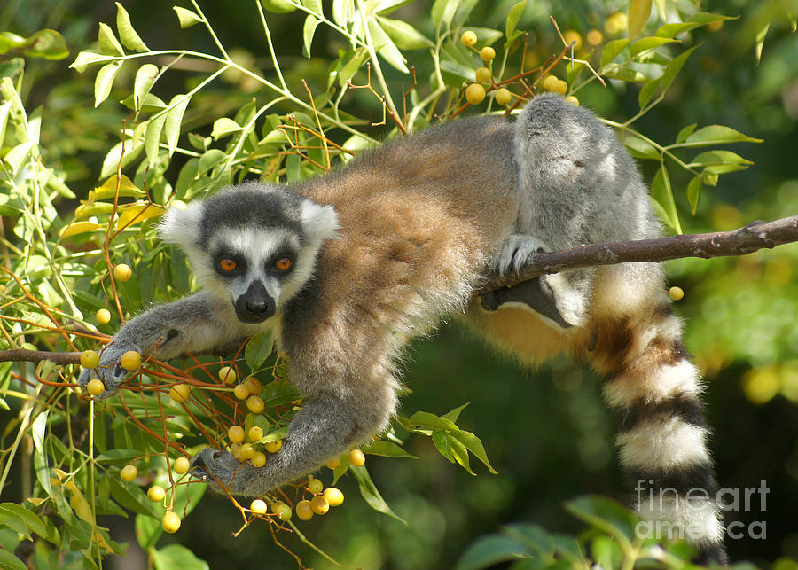 ring-tailed lemur Madagascar 1 Photograph by Rudi Prott