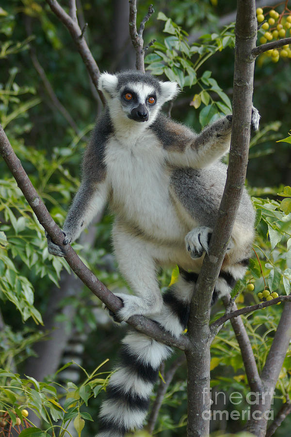 ring-tailed lemur Madagascar 2 Photograph by Rudi Prott