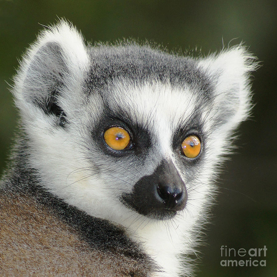 ring-tailed lemur Madagascar 5 Photograph by Rudi Prott
