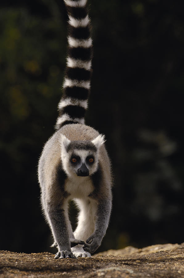 Ring-tailed Lemur Madagascar Photograph by Pete Oxford