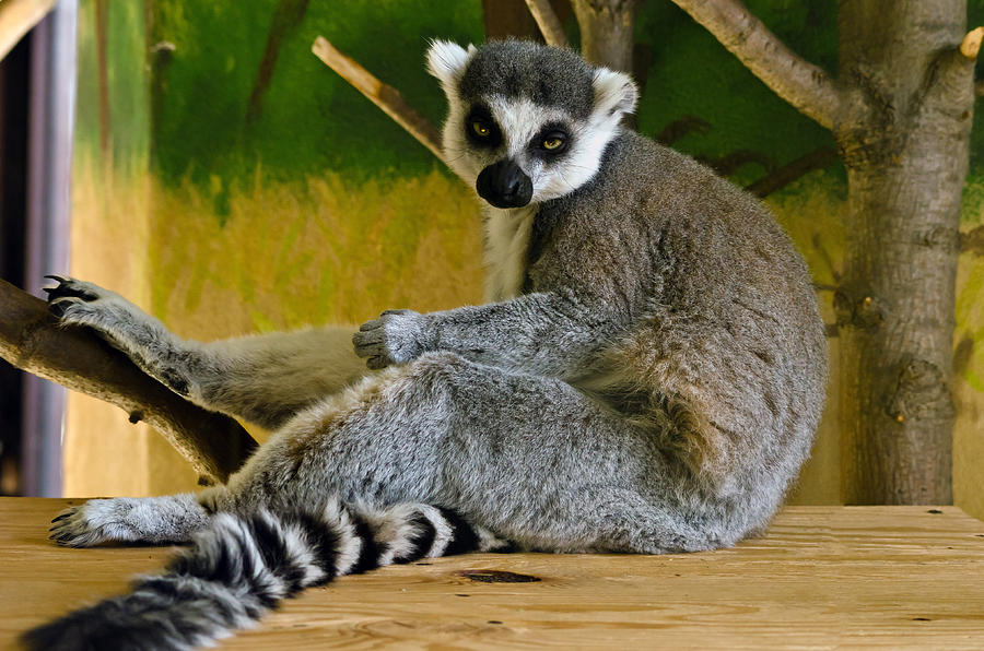 Wildlife Photograph - Ring-Tailed Lemur by Mark Papke