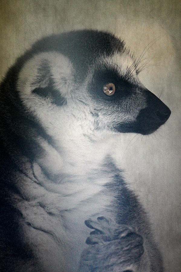 Ring Tailed Lemur Photograph by Melanie Lankford Photography