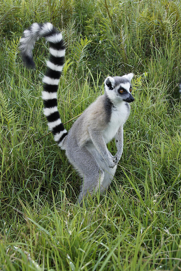 Ring-Tailed Lemur Photograph by Michele Burgess
