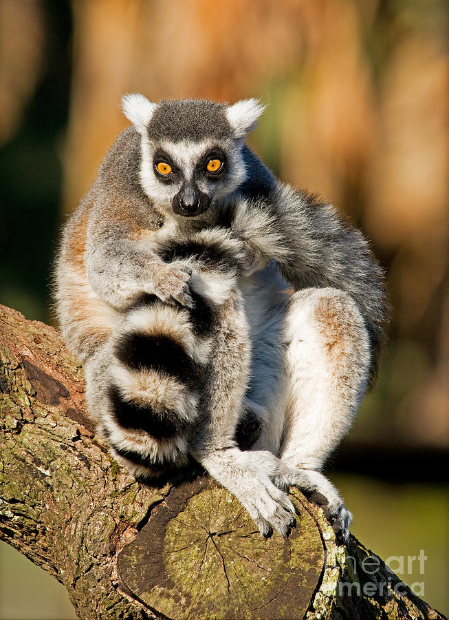 Ring Tailed Lemur Photograph by Millard H. Sharp