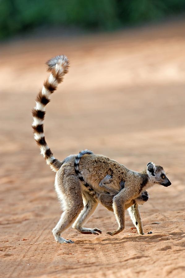 Ring-tailed Lemur Mother And Baby Photograph by Tony Camacho/science Photo Library